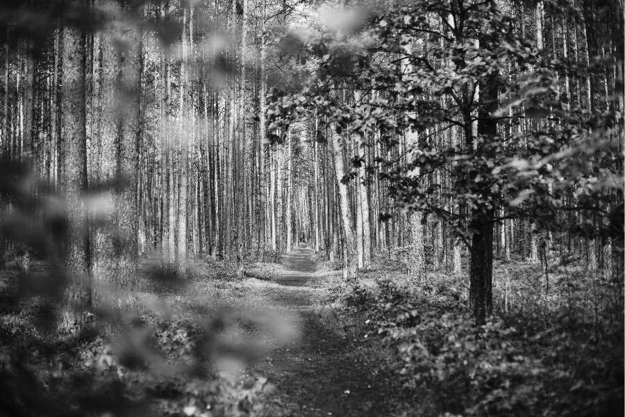 path in the woods
